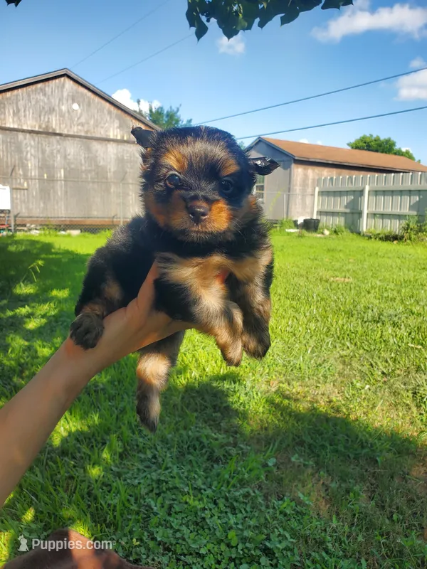 Oliver  – Yorkshire Terrier puppy for sale in Pearland, TX