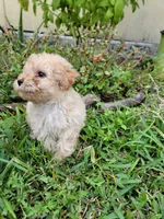 Ruby, a female Maltipoo for sale in Pearland, TX – 6 of 8