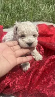 Leo, a male Maltipoo for sale in Pearland, TX – 4 of 6