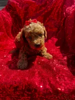 Fryda, a female Poodle - Toy  for sale in Pearland, TX – 2 of 5