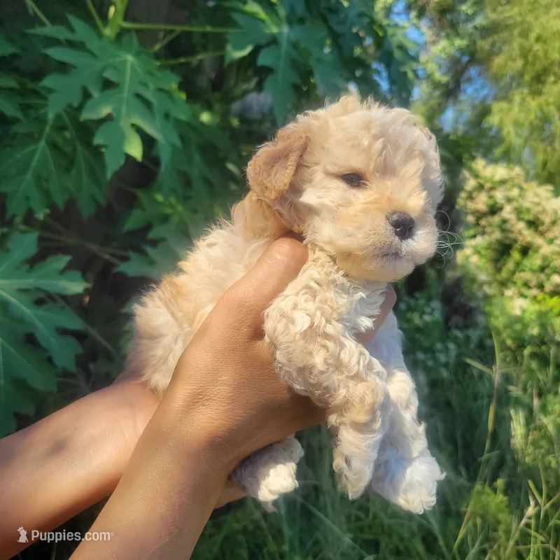 Shasha, a female Poodle - Toy  for sale in Pearland, TX – 1 of 8