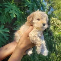 Shasha, a female Poodle - Toy  for sale in Pearland, TX – 1 of 8