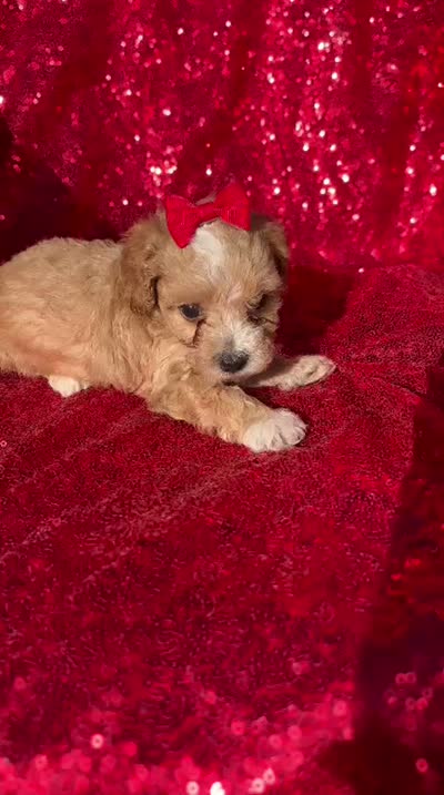 Dior, a female Poodle - Toy  for sale in Pearland, TX – 2 of 3