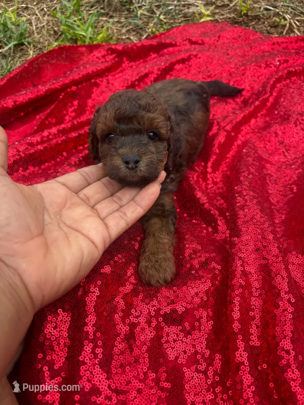 Hershey – Maltipoo puppy for sale in Pearland, TX