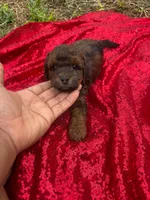 Hershey, a male Maltipoo for sale in Pearland, TX – 1 of 8