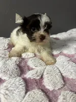 Cookie , a male Yorkshire Terrier for sale in Pearland, TX – 2 of 9