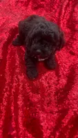 Cooper , a male Shihpoo for sale in Pearland, TX – 9 of 9