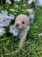 Snow, a male Poodle - Toy  for sale in Pearland, TX – 7 of 10