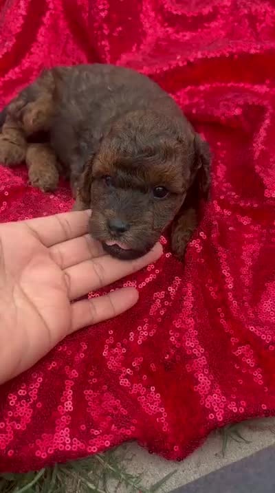 Hershey, a male Maltipoo for sale in Pearland, TX – 3 of 8