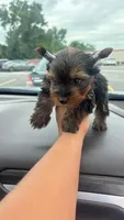James , a male Yorkshire Terrier for sale in Pearland, TX – 7 of 9