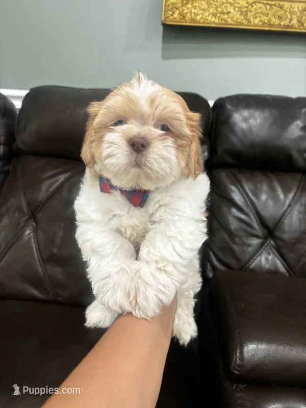 Luka  – Shihpoo puppy for sale in Pearland, TX