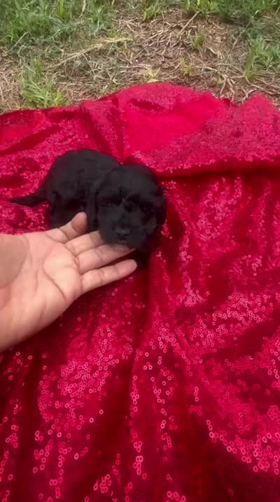 Cookie , a female Maltipoo for sale in Pearland, TX – 7 of 7