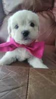 Shofie, a female Maltipoo for sale in Pearland, TX – 7 of 7