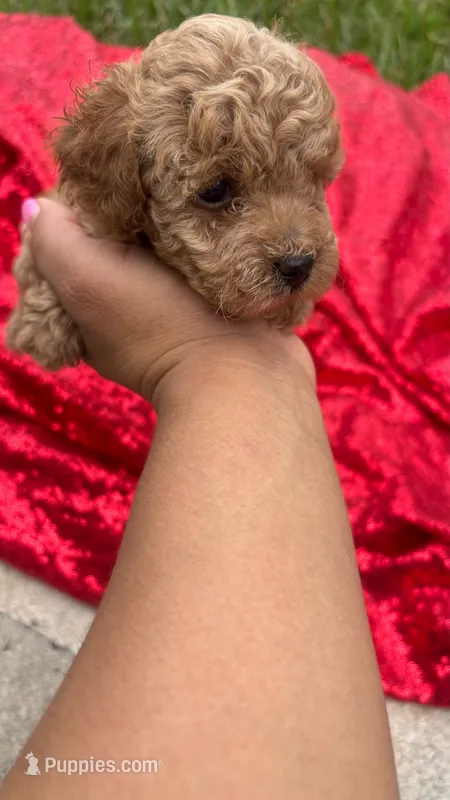 Rachell  – Poodle - Toy  puppy for sale in Pearland, TX