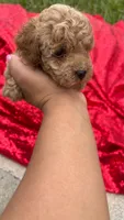 Rachell , a female Poodle - Toy  for sale in Pearland, TX – 1 of 6