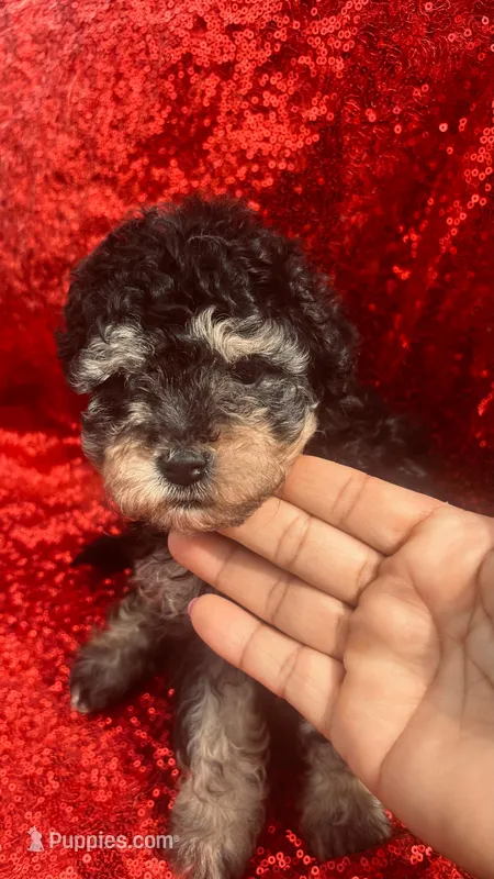 Rachell , a female Poodle - Toy  for sale in Pearland, TX – Photo 1 of 8