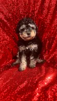 Rachell , a female Poodle - Toy  for sale in Pearland, TX – Photo 8 of 8