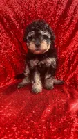 Rachell , a female Poodle - Toy  for sale in Pearland, TX – Photo 3 of 8