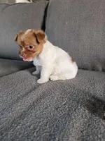 Nuts , a female Yorkshire Terrier for sale in Pearland, TX – Photo 3 of 8