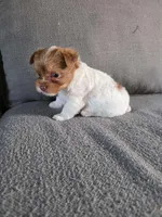 Nuts , a female Yorkshire Terrier for sale in Pearland, TX – Photo 2 of 8