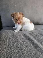 Nuts , a female Yorkshire Terrier for sale in Pearland, TX – Photo 4 of 8