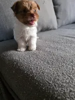 Nuts , a female Yorkshire Terrier for sale in Pearland, TX – Photo 6 of 8