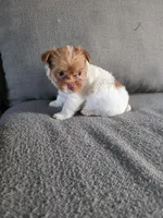 Nuts , a female Yorkshire Terrier for sale in Pearland, TX – Photo 7 of 8