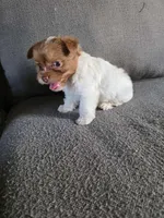 Nuts , a female Yorkshire Terrier for sale in Pearland, TX – Photo 1 of 8