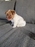 Nuts , a female Yorkshire Terrier for sale in Pearland, TX – Photo 8 of 8