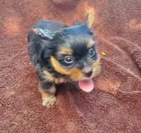 Oliver , a male Yorkshire Terrier for sale in Pearland, TX – 4 of 5