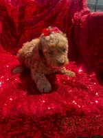 Fryda, a female Poodle - Toy  for sale in Pearland, TX – 5 of 5