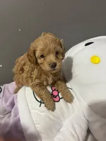 Lilac  , a female Maltipoo for sale in Pearland, TX – 5 of 6