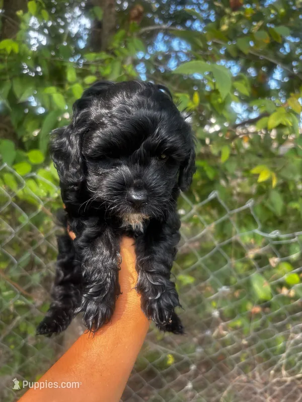 Cookie – Maltipoo puppy for sale in Pearland, TX