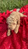 Terry , a male Maltipoo for sale in Pearland, TX – 4 of 5