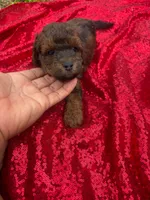 Hershey, a male Maltipoo for sale in Pearland, TX – 8 of 8