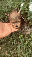 Sasha , a female Yorkshire Terrier for sale in Pearland, TX – 4 of 9