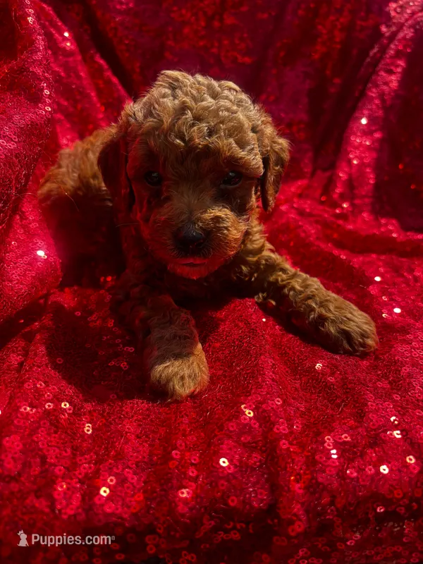 Pedro – Poodle - Toy  puppy for sale in Pearland, TX