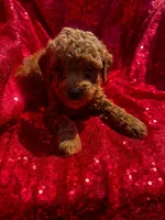 Pedro, a male Poodle - Toy  for sale in Pearland, TX – 1 of 4