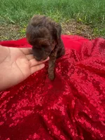 Hershey, a male Maltipoo for sale in Pearland, TX – 2 of 8