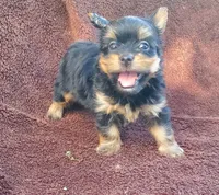 Oliver , a male Yorkshire Terrier for sale in Pearland, TX – 5 of 5