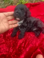 Cookie , a female Maltipoo for sale in Pearland, TX – 4 of 7