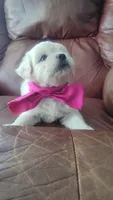 Shofie, a female Maltipoo for sale in Pearland, TX – 3 of 7