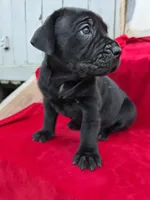 Rocki , a male Cane Corso for sale in Pearland, TX – 3 of 6