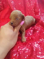 Romeo , a male Poodle - Toy  for sale in Pearland, TX – Photo 4 of 7