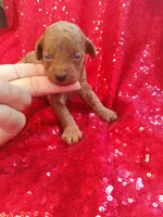 Romeo , a male Poodle - Toy  for sale in Pearland, TX – Photo 3 of 7