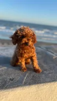 Romeo , a male Poodle - Toy  for sale in Pearland, TX – Photo 6 of 7