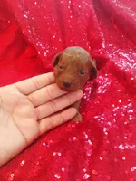 Romeo , a male Poodle - Toy  for sale in Pearland, TX – Photo 2 of 7