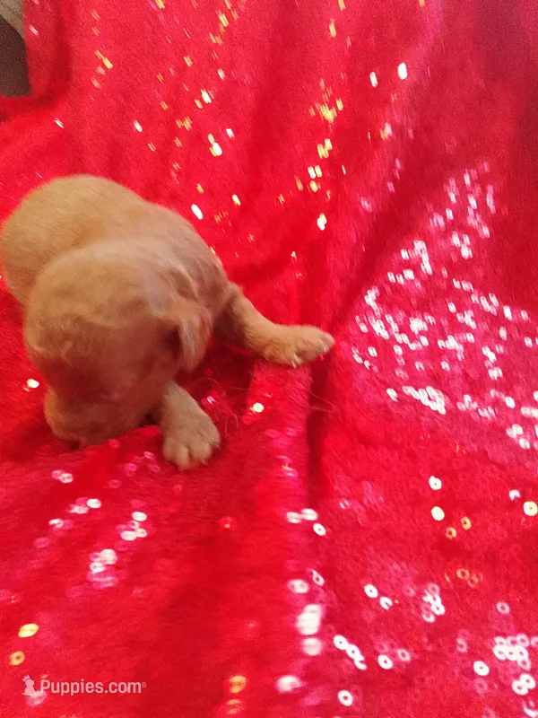 Romeo  – Poodle - Toy  puppy for sale in Pearland, TX