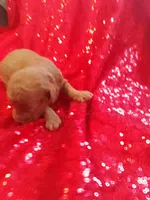 Romeo , a male Poodle - Toy  for sale in Pearland, TX – Photo 1 of 7