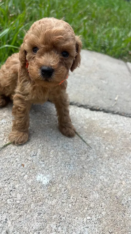 Teddy  – Poodle - Toy  puppy for sale in Pearland, TX